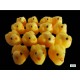 POUSSIN SUCRE FONDANT